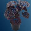 Luculentus Officialis