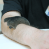 Le Symbiote – Image 4
