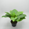 Flora Expollutio