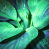Flora Expollutio – Image 4
