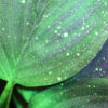 Flora Expollutio – Image 3